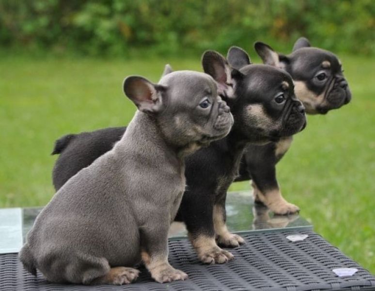 Sani maschio e femmina cuccioli di bulldog francese per adozione 