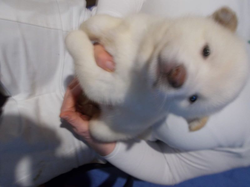 Cuccioli di shiba-inu per adozione ( regalo  )