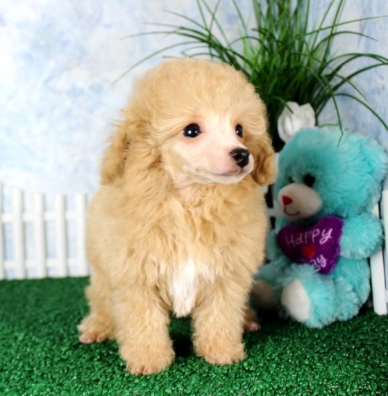 REGALO barboncino cuccioli