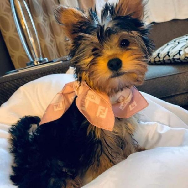 Cuccioli di yorkie attraenti