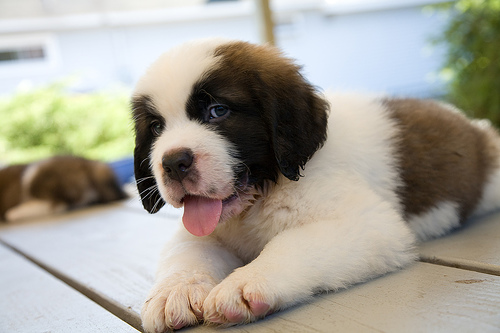 Regalo adorabili cuccioli san bernardo femminucce e maschietti disponibili