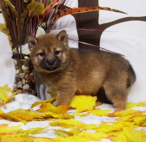 REGALO due cuccioli di Shiba Inu per l'adozione