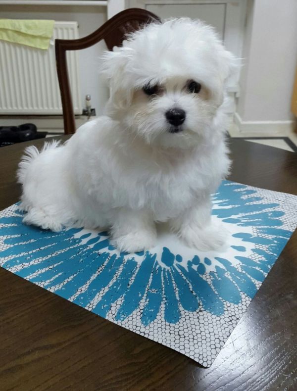 Disponibili cuccioli maltese