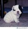 Clicca per ingrandire	BULLDOG INGESE DISPONBILE