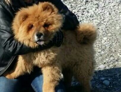 Chow chow