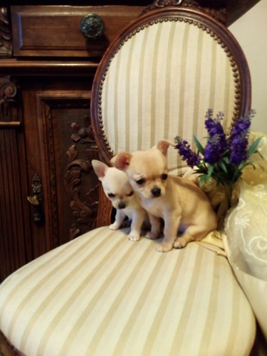 Chihuahua stupendi meravigliosi cuccioli privato vende