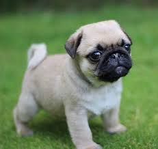 Adorabili cuccioli di carlino femminucce e maschietti disponibili per l'adozione cuccioli sono vacci