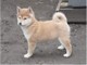 Cuccioli di shiba inu maschio e femmina