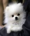 Regalo Volpini cuccioli di pomerania