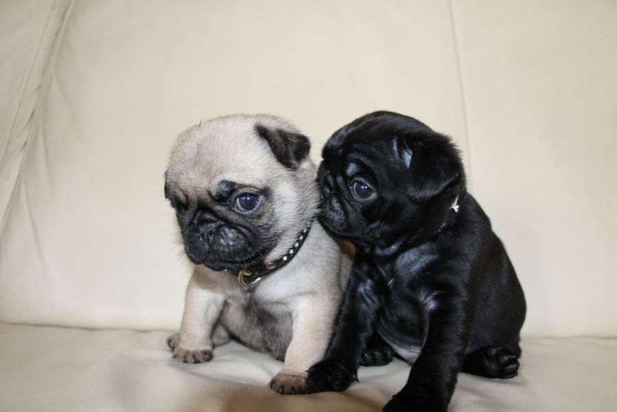 Cuccioli di carlino 