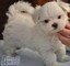 Cuccioli di Maltese toy femminucce e maschietti  Cuccioli di Maltese toy femminucce e maschietti