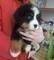Clicca per ingrandire	bellissimi cuccioli di Bovaro del Bernese maschio e femmina