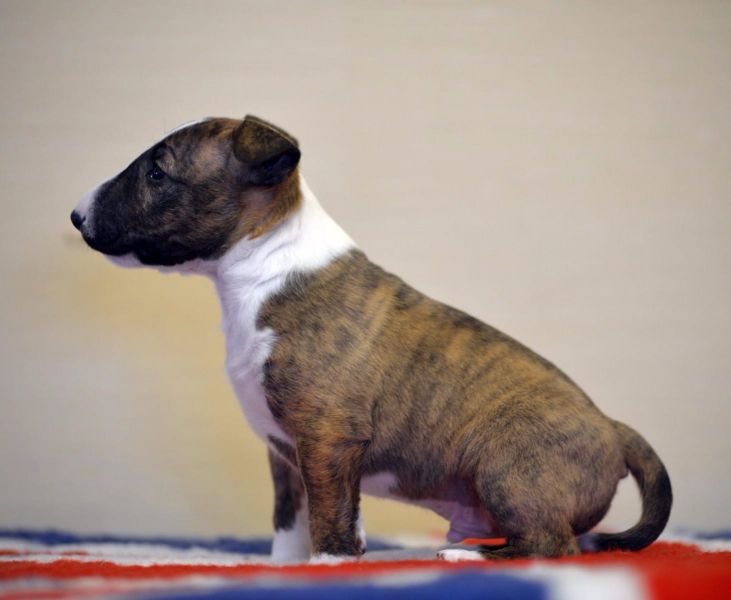 Molto bella e sani cuccioli di miniature bull terrier per adozione maschi e femmine disponibili (gra