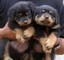 Abbiamo disponibili cuccioli di Rottweiler Maschietti e Femminucce,