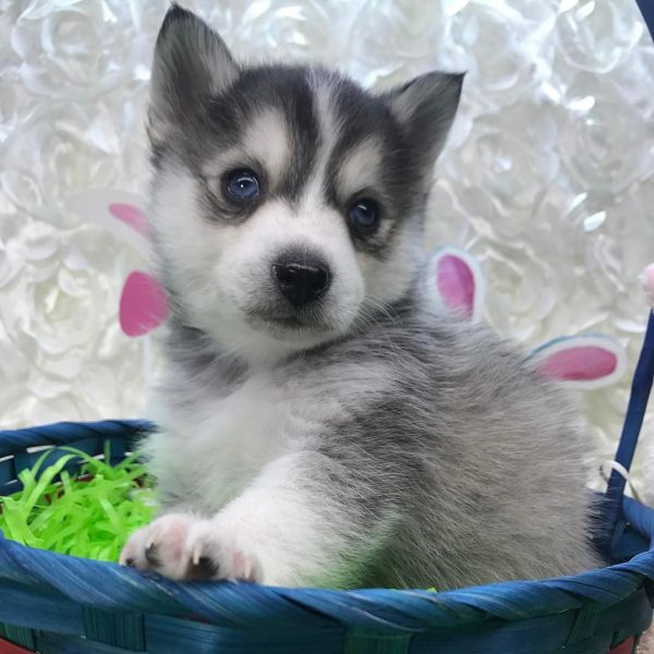 Regalo Cuccioli Pomsky