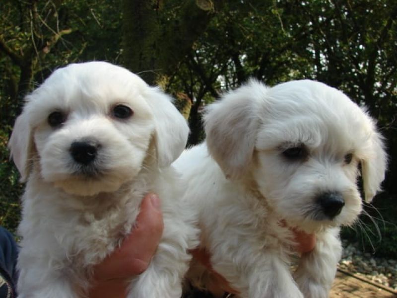 Dolce cuccioli di  maltese toy  in cerca di una nuova casa.