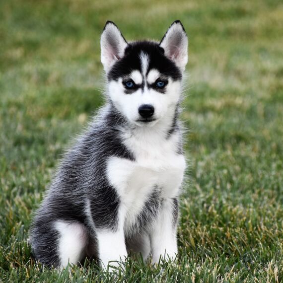 Regalo cuccioli Siberian Husky Maschio e Femmina 