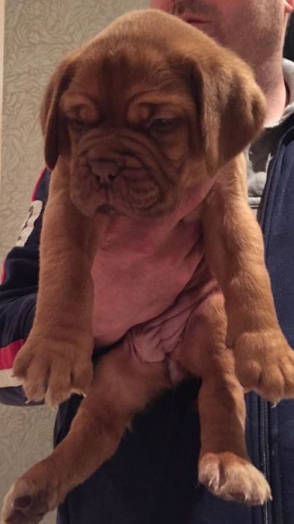 Voglio ri-casa il mio cuccioli di dogue bordeaux di pura razza 