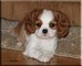 Disponibili cuccioli di cavalier king