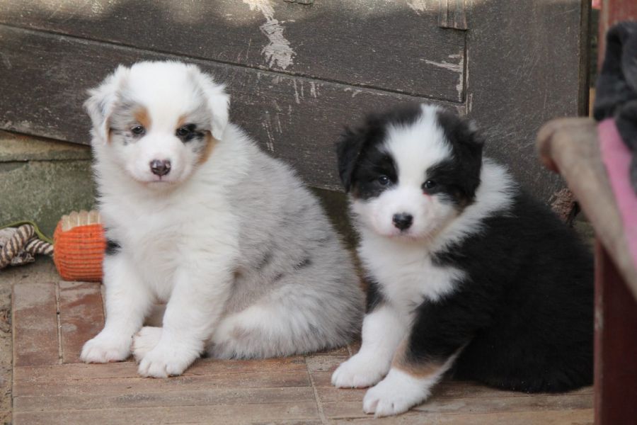 Molto bella e sani cuccioli di papillon per adozione maschi e femmine disponibili (gratis) 