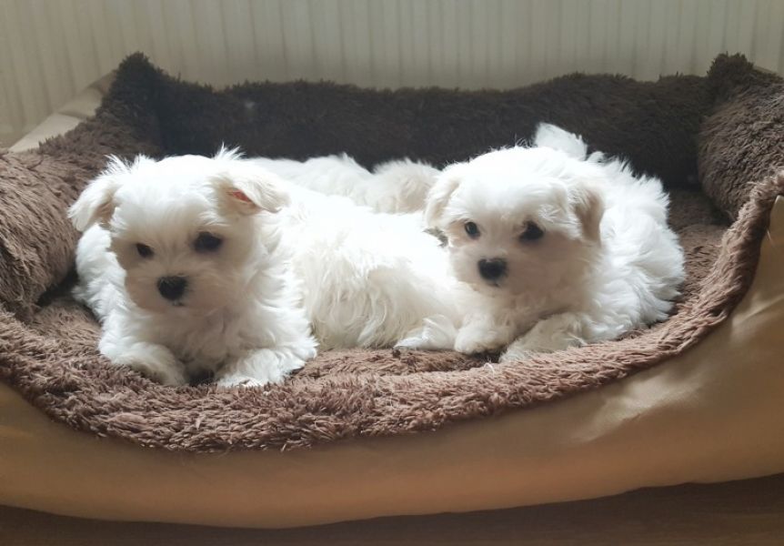 Regalo cuccioli di maltese per l'adozione