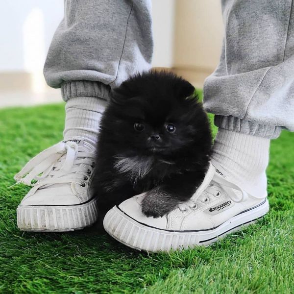 Cuccioli di Spitz Toy in vendita