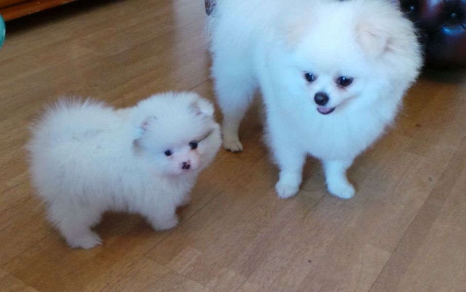 Regalo Volpini cuccioli di pomerania