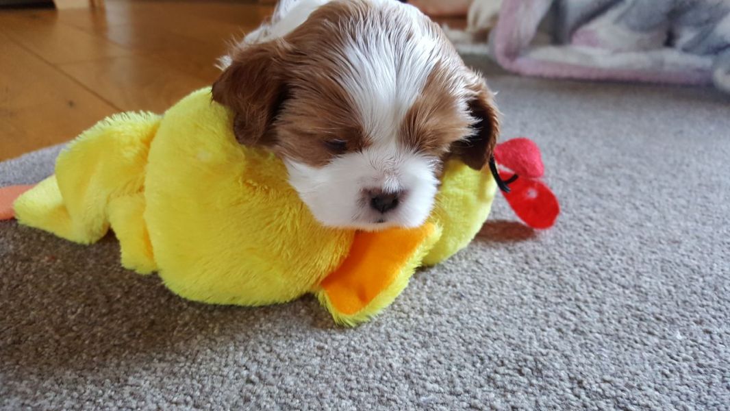 Cuccioli di cavalier king disponibili