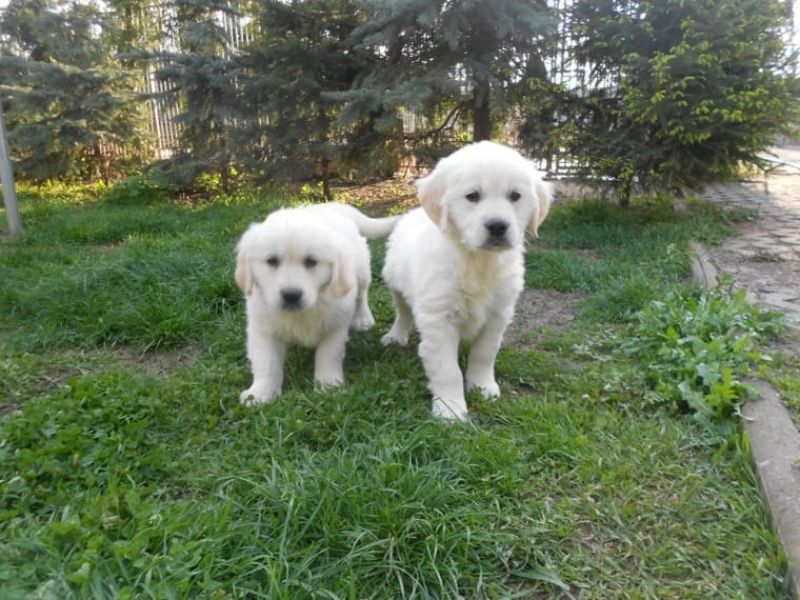 REGALO Golden retriver cuccioli