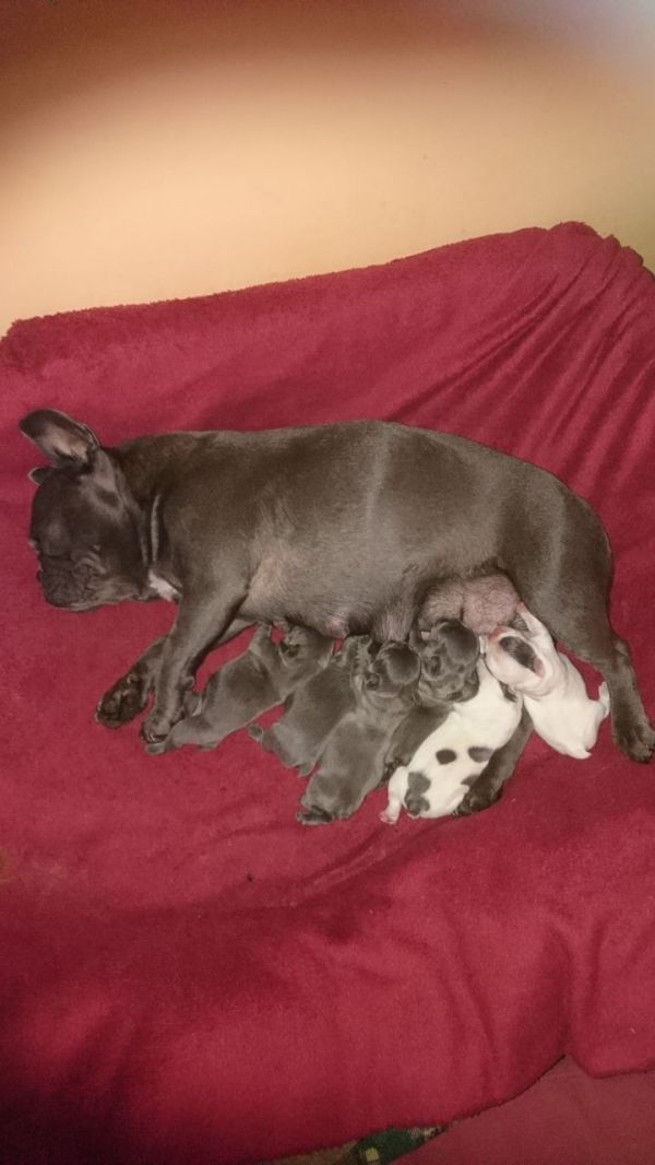 Cuccioli di razza bulldog francese per adozione 