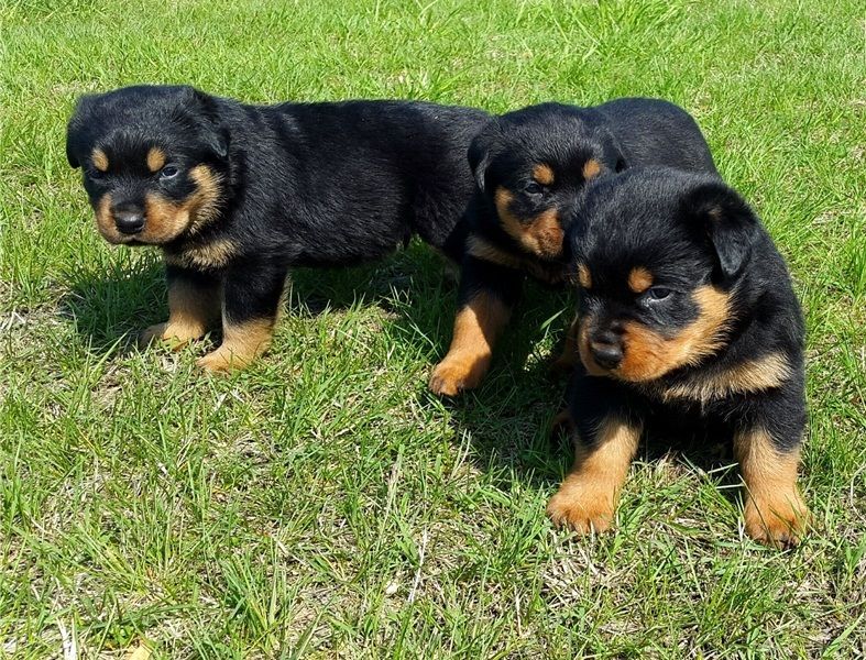 REGALO Cuccioli di rottweiler 2 femmine e un maschietto.