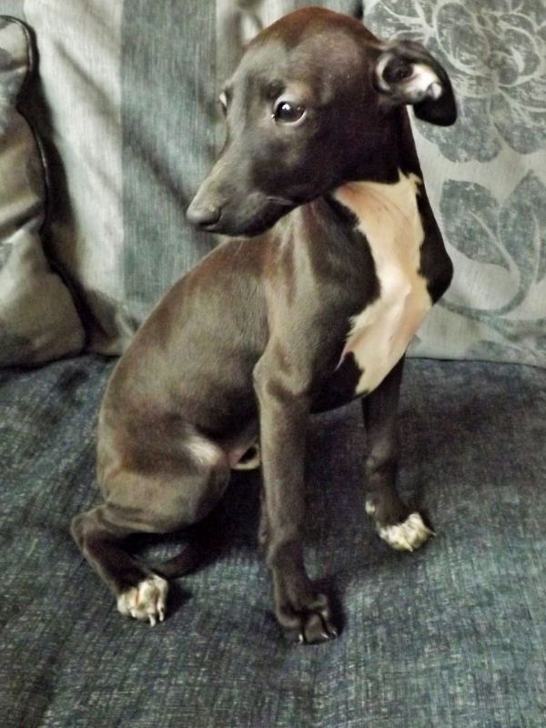  Offro in regalo levriero italiano cuccioli con pedigree . cuccioli di levriero italiano Siamo urgen
