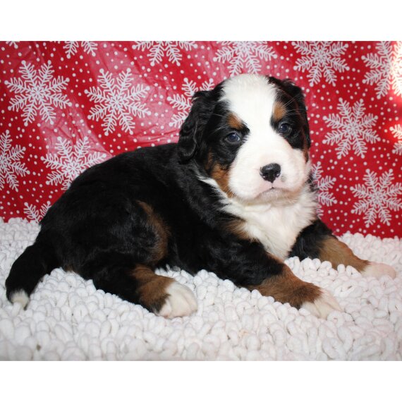 Cuccioli bovaro del bernese in Regalo