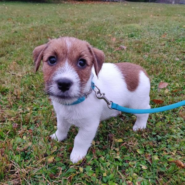 Bellissimi cuccioli di Jack Russel.