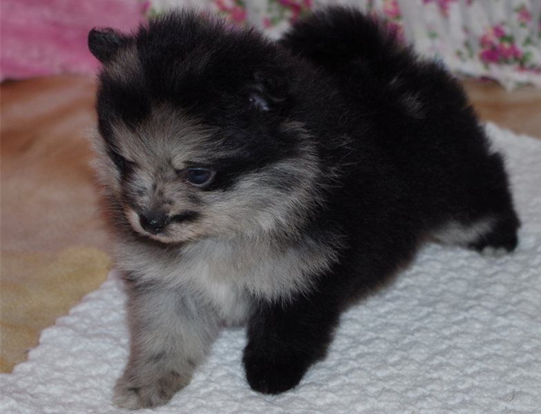 Due Bellissimi cuccioli di Pomeranian, Maschietti e Femminucce,