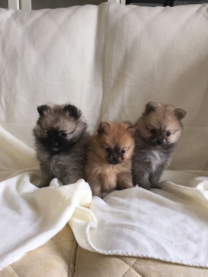 Regalo Cuccioli Pomerania disponibili....