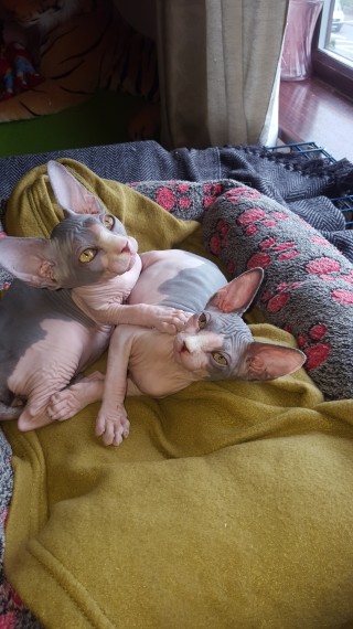 Adorabili gattini Sphynx in regalo