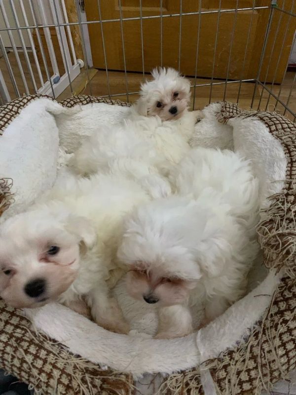 Bellissimi cuccioli maltesi