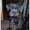 Disponibili cuccioli di Schnauzer nano Maschi e Femmine   disponibili cuccioli di Schnauzer nano Mas