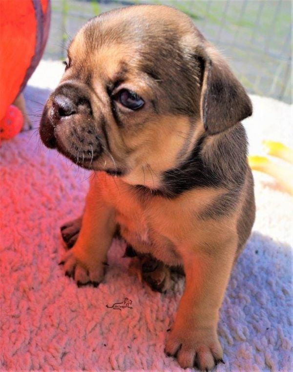 Sani maschio e femmina cuccioli di bulldog francese per adozione 