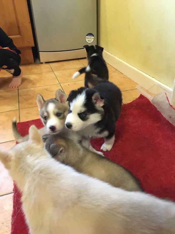 Cuccioli di Husky siberiano