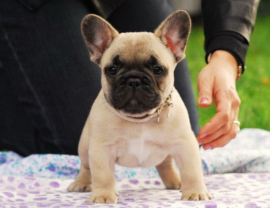 Cuccioli di razza bulldog francese per adozione 