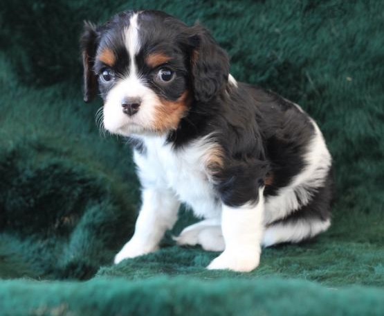 Cavalier King cuccioli introvabili cuccioli di Cavalier King intelligenti e dolcissimi attaccati al 