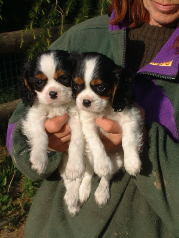 Cuccioli cavalier king regalo