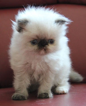 Gatto persiano