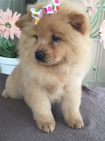 Regalo Cuccioli di chow chow  in pronta consegna