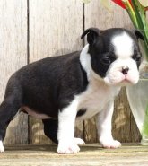 REGALO Cuccioli Boston terrier
