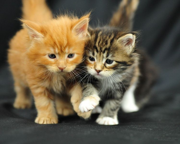 Maine coon gattino tipo in regalo