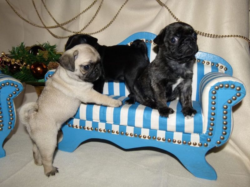  cuccioli di Bulldog Francese per adozione ( regalo  )