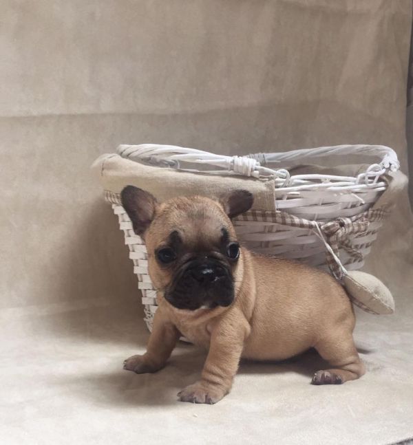 Molto bella e sani cuccioli di bulldog francese per adozione
